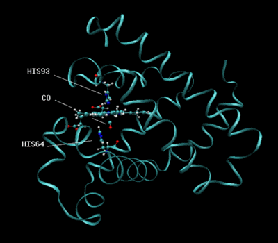Structure of carbonmonoxy myoglobin